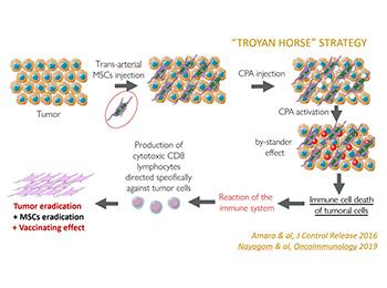 NEW CELL & GENE THERAPY PLATFORM FOR SOLID TUMORS. GENE-DIRECTED ENZYME PRODRUG THERAPY (GDETP)