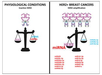 DIAGNOSIS AND/OR PROGNOSIS OF HER2+ CANCER USING ONE OR MORE MIRNA AS BIOMARKERS