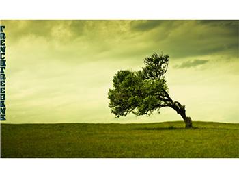 FRENCH TREEBANK