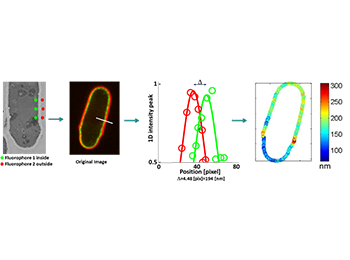 New imaging of the cell wall allowing to measure its thickness in real  time and to follow its development usable for various application.