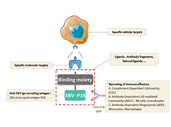 Conceptual modes of action of Bi-Modular Fusion Proteins. EBV-P18 antigen (Ag) is highly recognized by circulating immunoglobulins (Igs) present in the plasma of chronically infected individuals.