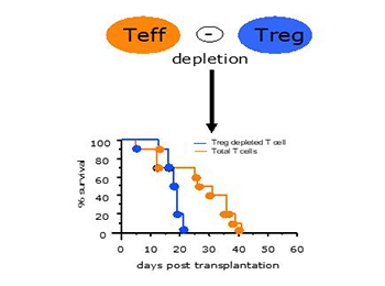 CD25-based Treg depletion, a unique but validated strategy to improve the GVL effect after HSCT