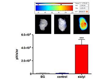 OPTICAL IMAGING AGENT FOR GUIDED-SURGERY